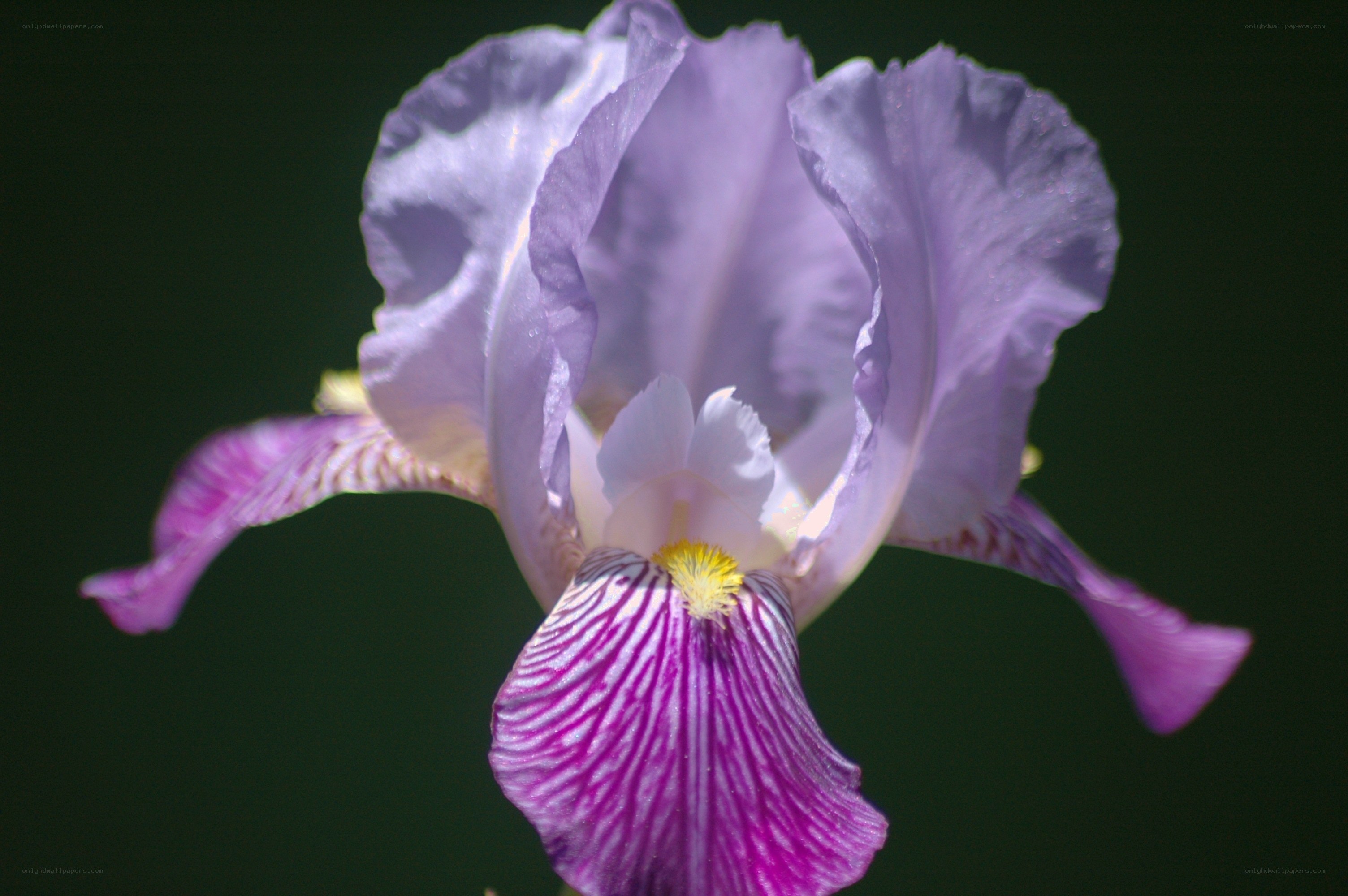 purple iris flower close-up