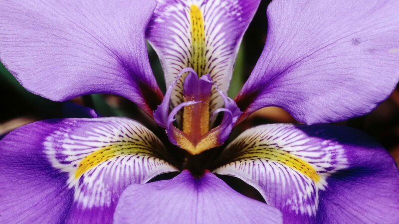 purple iris flower close-up