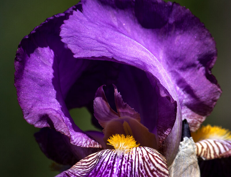 Purple Iris Flower — Dramatic, Afternoon