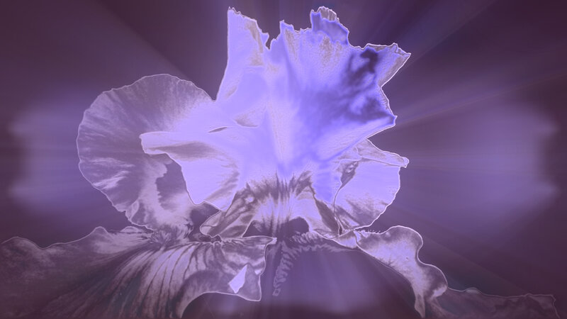 Purple Iris Flower — Dramatic, Digital Art, Light Rays
