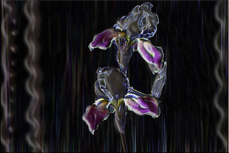 Purple Iris Flower — Dramatic, Digital Art