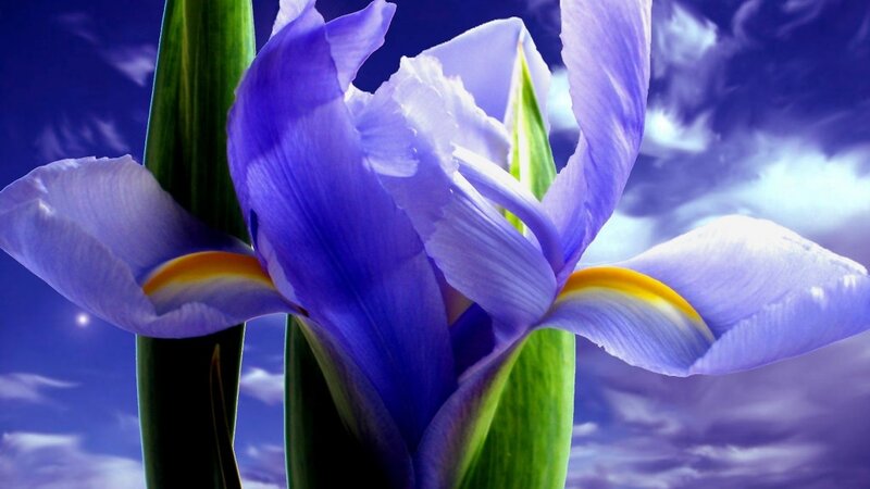 Purple Iris Flower — Dramatic, Night, Digital Art