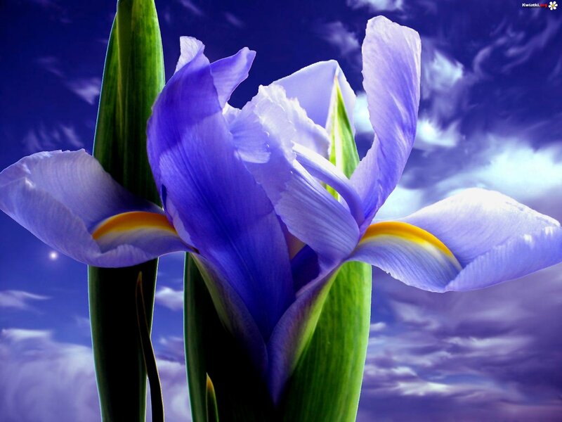 Purple Iris Flower — Dramatic, Night, Photograph