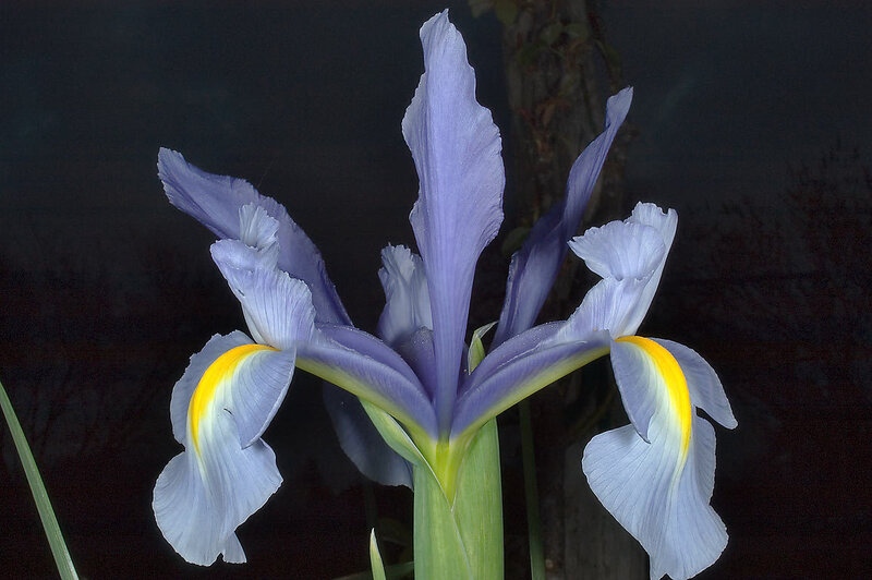 Purple Iris Flower — Dramatic, Night