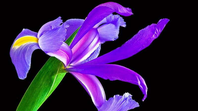 Purple Iris Flower — Dramatic, Photograph, Green Leaf