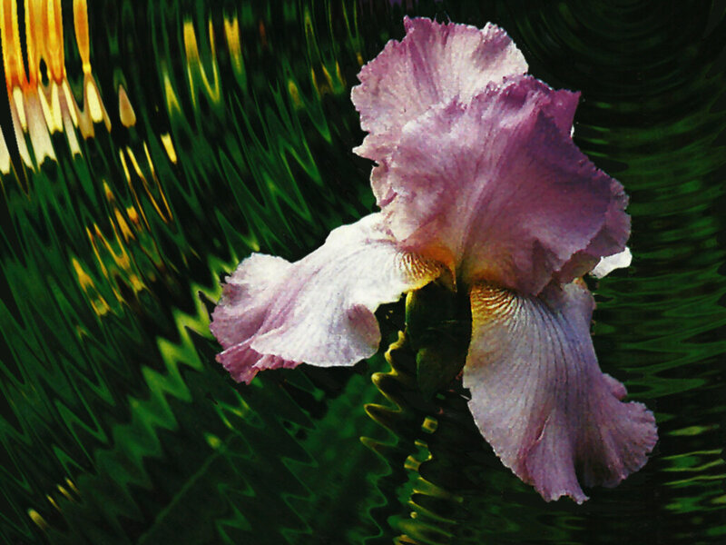 Purple Iris Flower — Dramatic, Photograph, Green Leaves