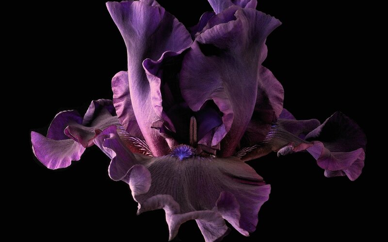 Purple Iris Flower — Dramatic, Photograph, Petals, Center