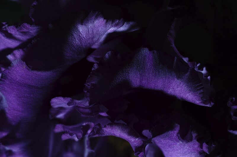 Purple Iris Flower — Dramatic, Photograph, Petals, Dark Background
