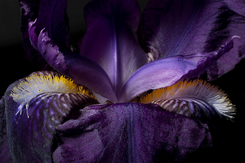 Purple Iris Flower — Dramatic, Photograph, Petals, Stamen, Pistil