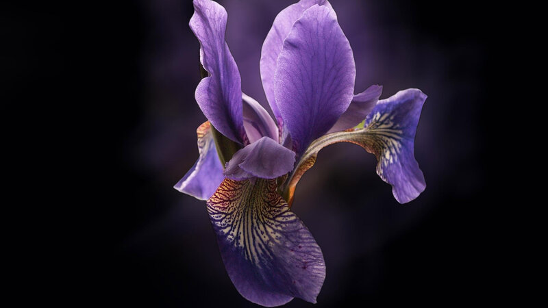 Purple Iris Flower — Dramatic, Photograph, Petals, Stamen