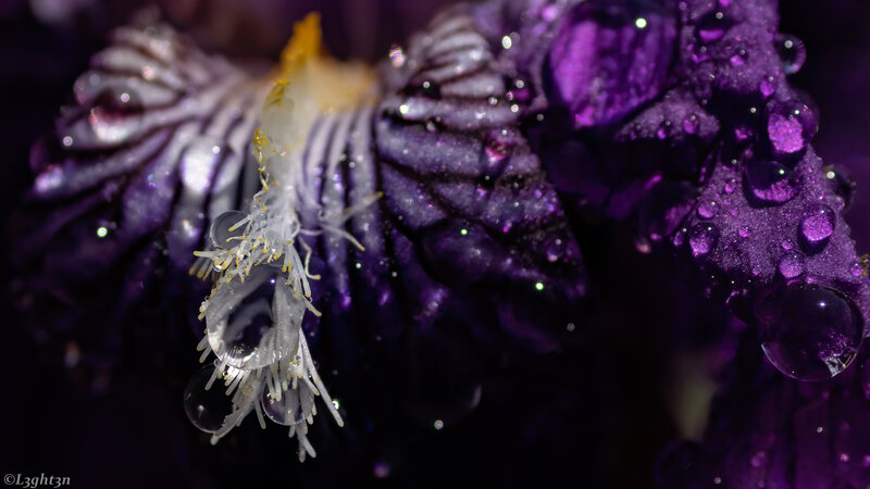 Purple Iris Flower — Dramatic, Photograph, Petals, Stamen, Water Droplets