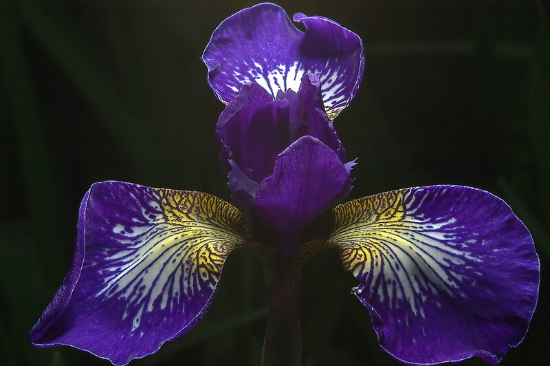 Purple Iris Flower — Dramatic, Photograph, Petals