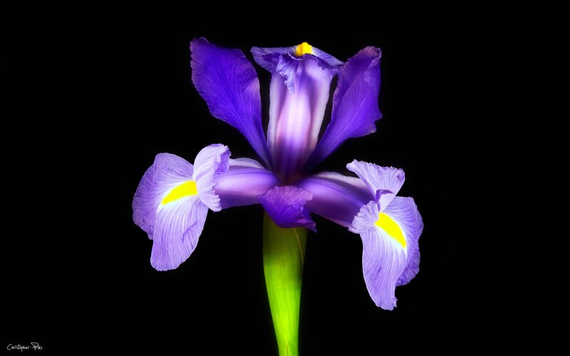 Purple Iris Flower — Dramatic, Photograph, Stem, Black Background
