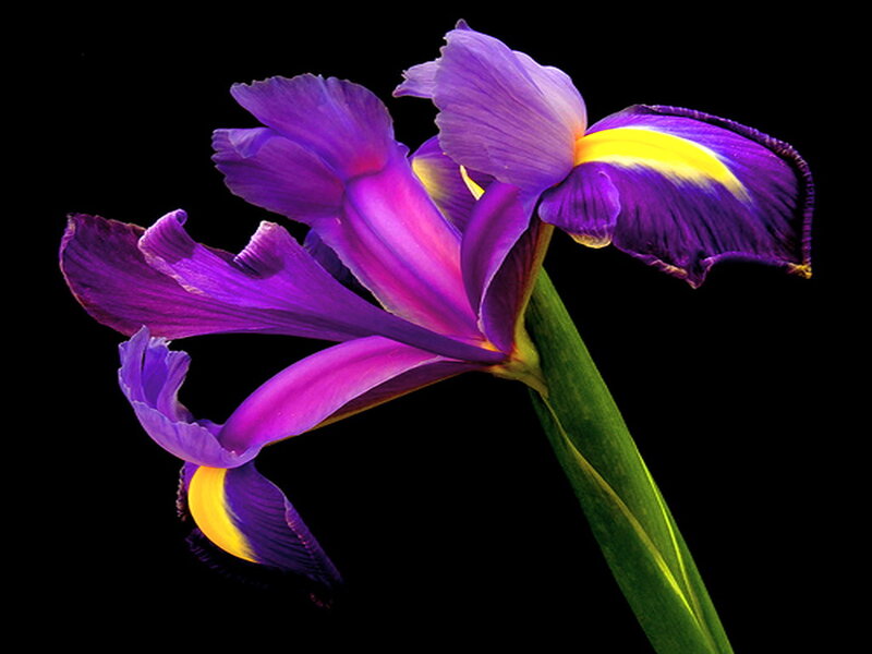 Purple Iris Flower — Dramatic, Photograph, Stem, Petals
