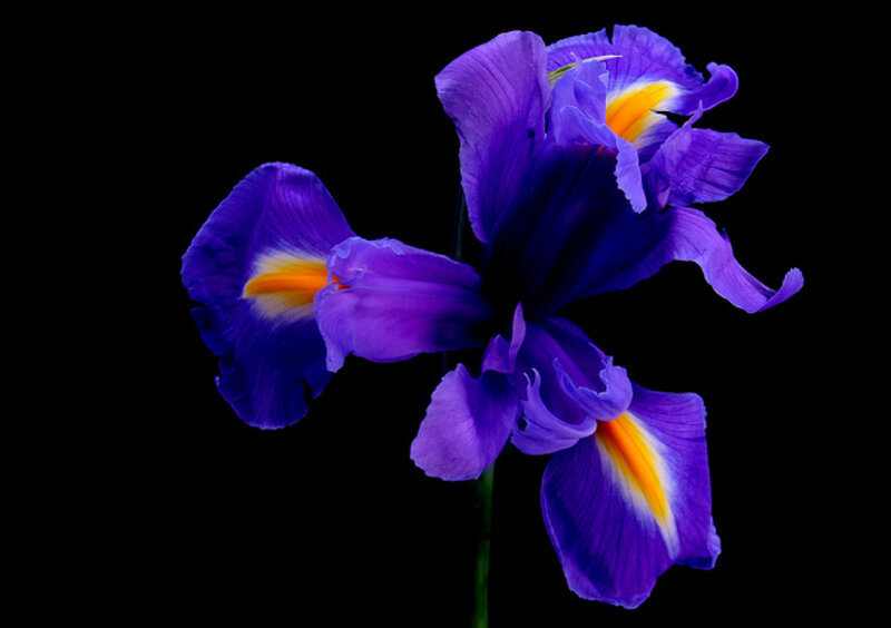 Purple Iris Flower — Dramatic, Photograph, Stem