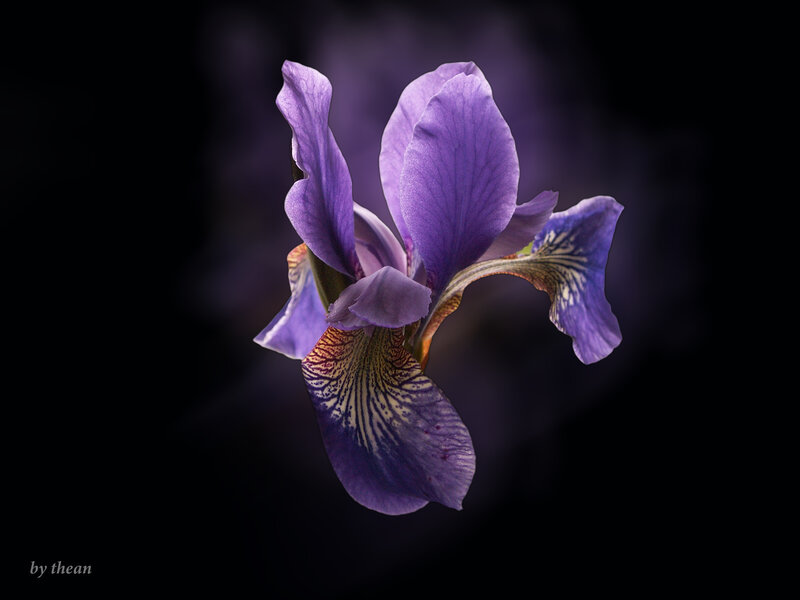 Purple Iris Flower — Dramatic, Photograph