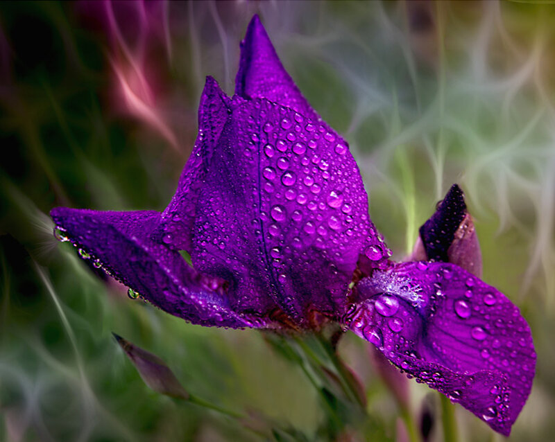 Purple Iris Flower — Dramatic, Photograph, Water Droplets, Green Leaves