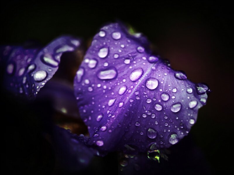 Purple Iris Flower — Dramatic, Photograph, Water Droplets, Petal