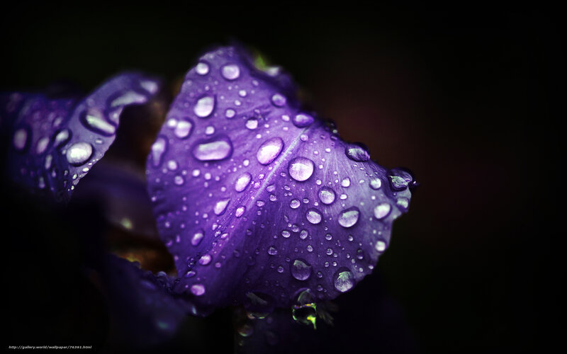 Purple Iris Flower — Dramatic, Photograph, Water Droplets