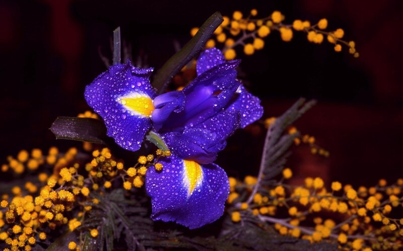 Purple Iris Flower — Dramatic, Photograph, Yellow Flowers