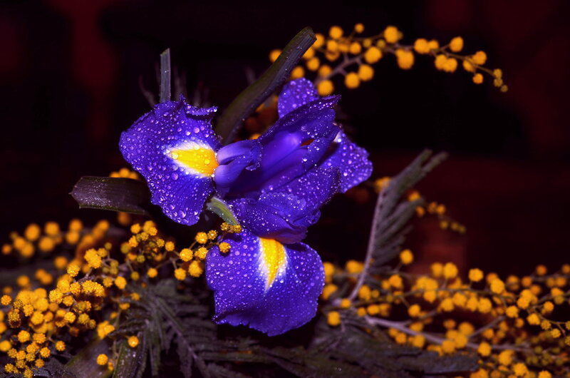 Purple Iris Flower — Dramatic, Photograph, Yellow Mimosa Flowers