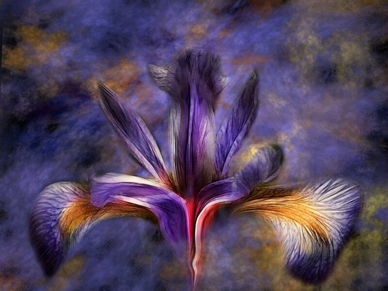 Purple Iris Flower — Dreamy, Digital Art