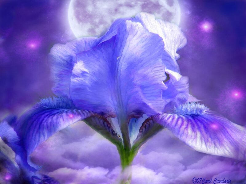 Purple Iris Flower — Dreamy