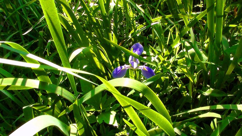 Purple Iris Flower — Green, Serene