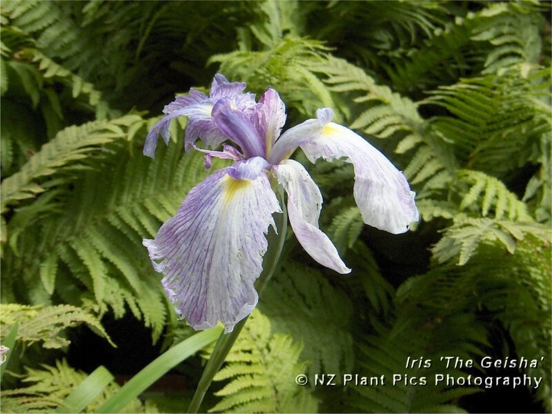 Purple Iris Flower — Green