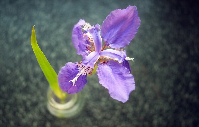 purple iris flower in a vase