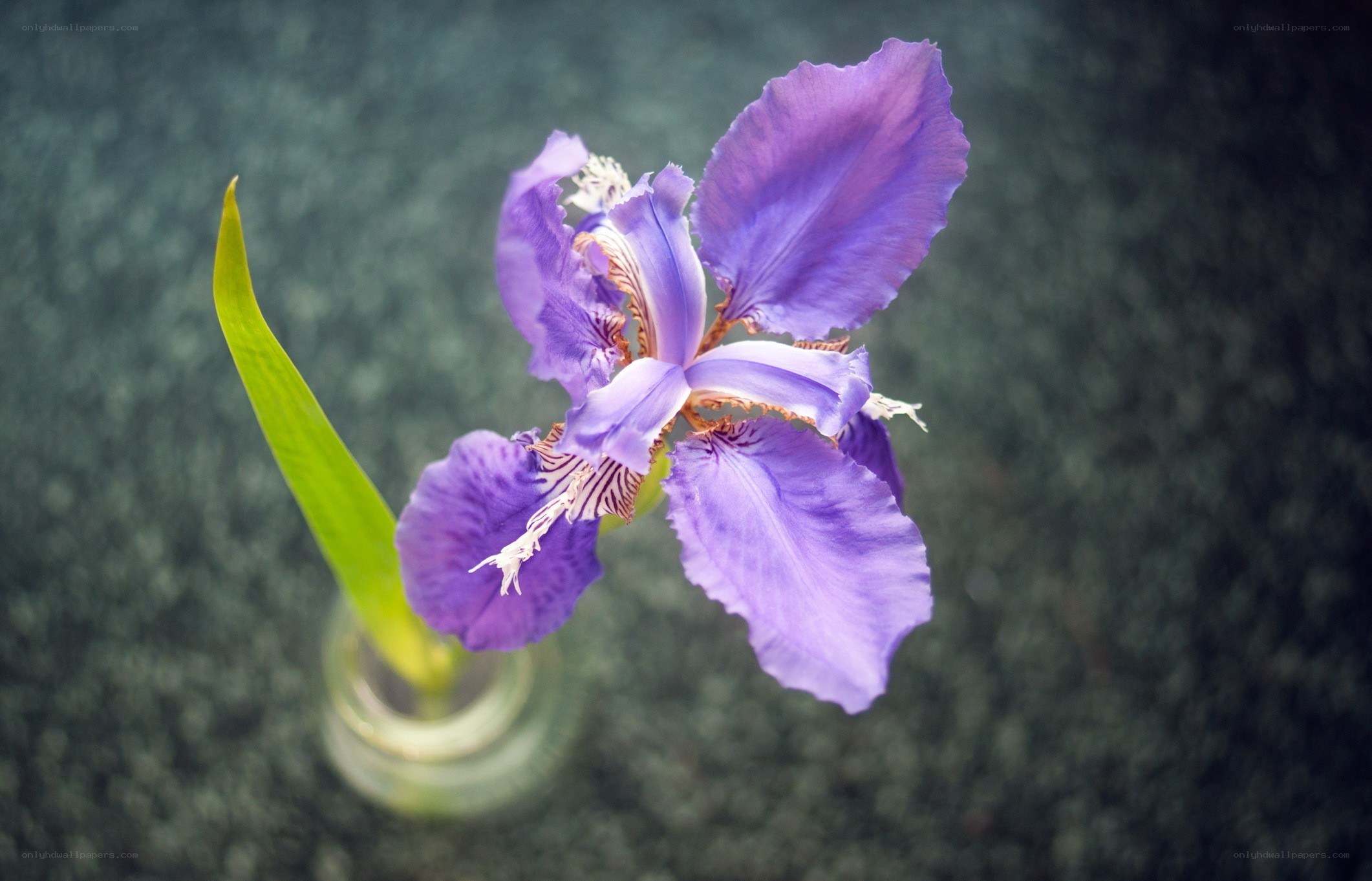 purple iris flower in a vase