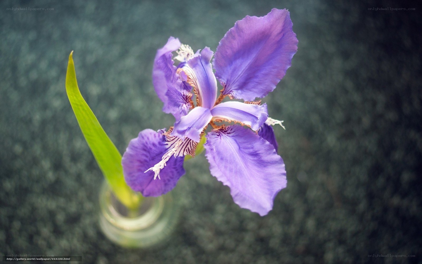 Purple iris flower in a vase