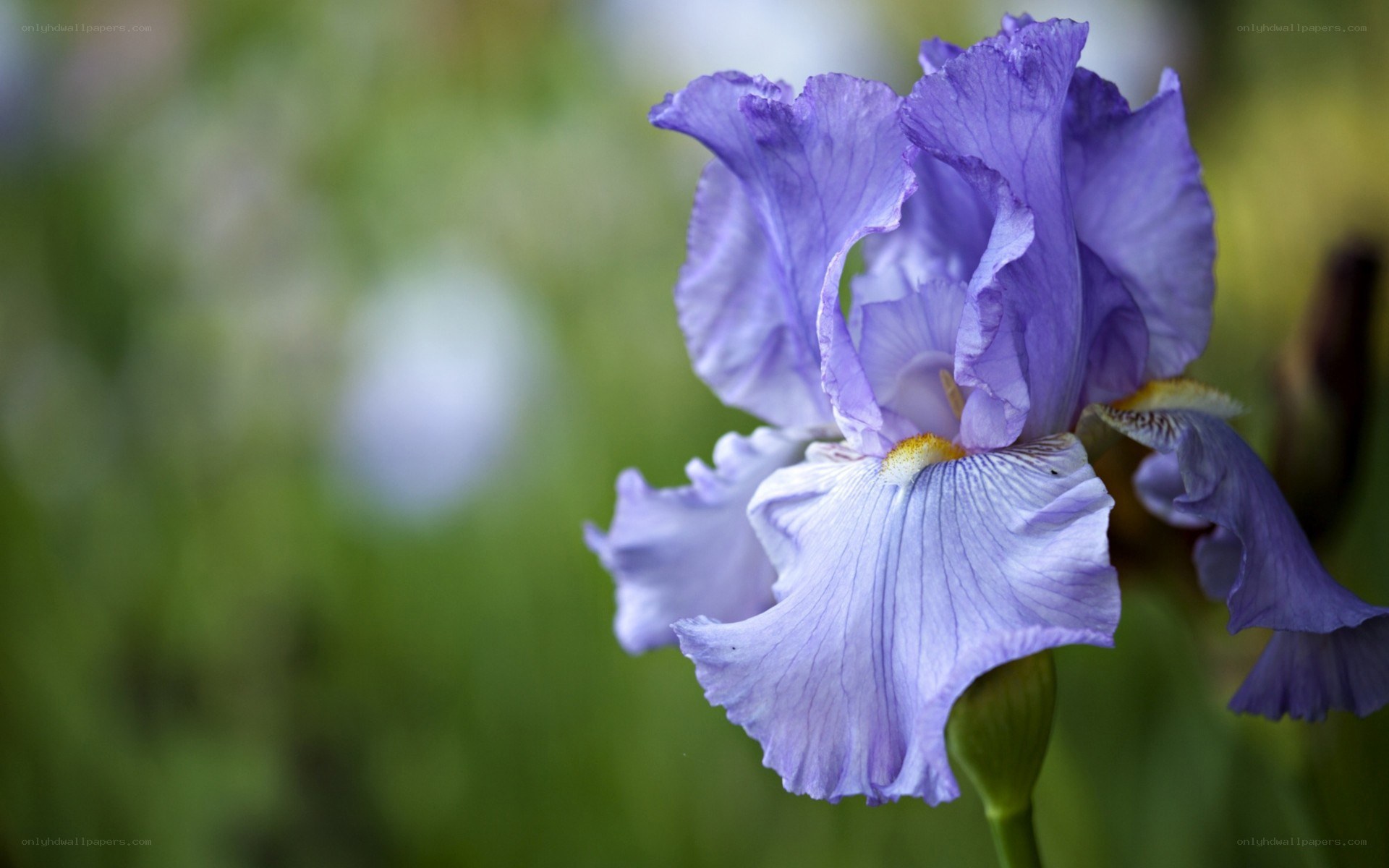Purple iris flower in bloom