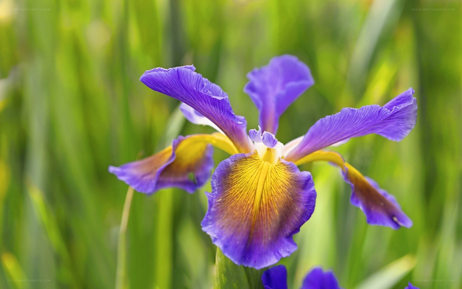 purple iris flower in bloom