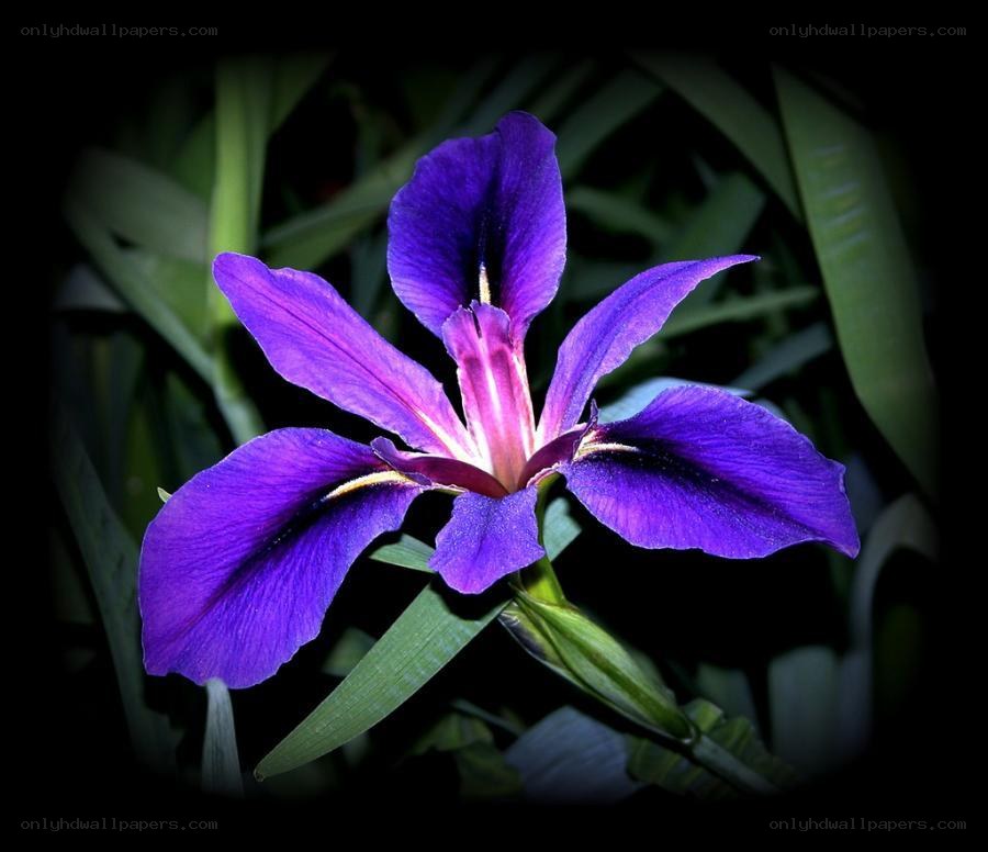 purple iris flower in bloom