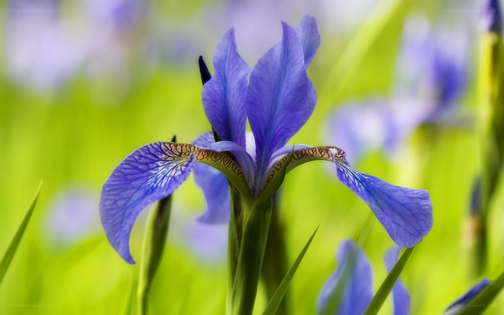 Purple iris flower in bloom