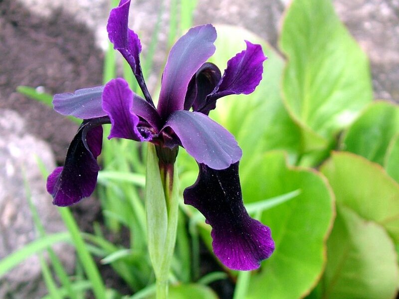 purple iris flower in bloom