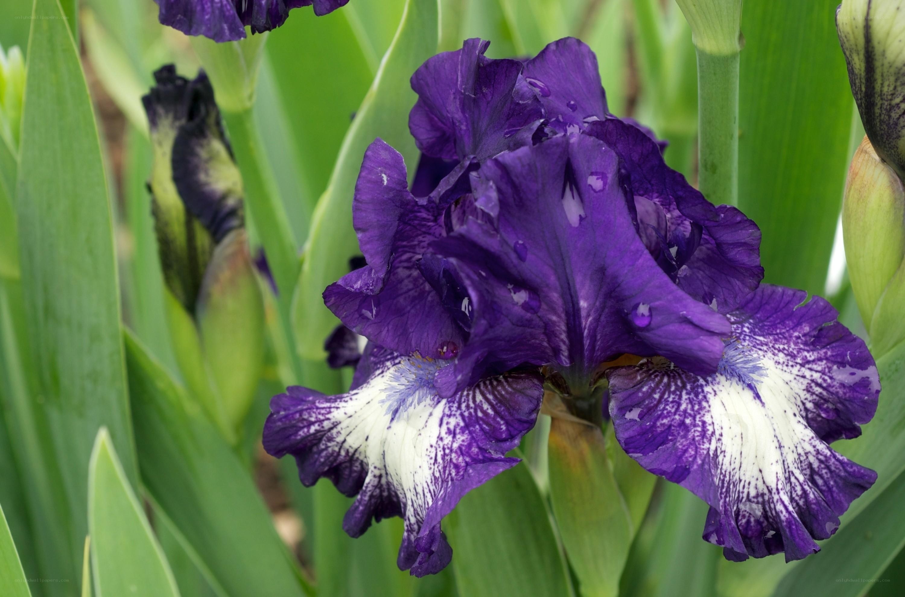 Purple iris flower in bloom
