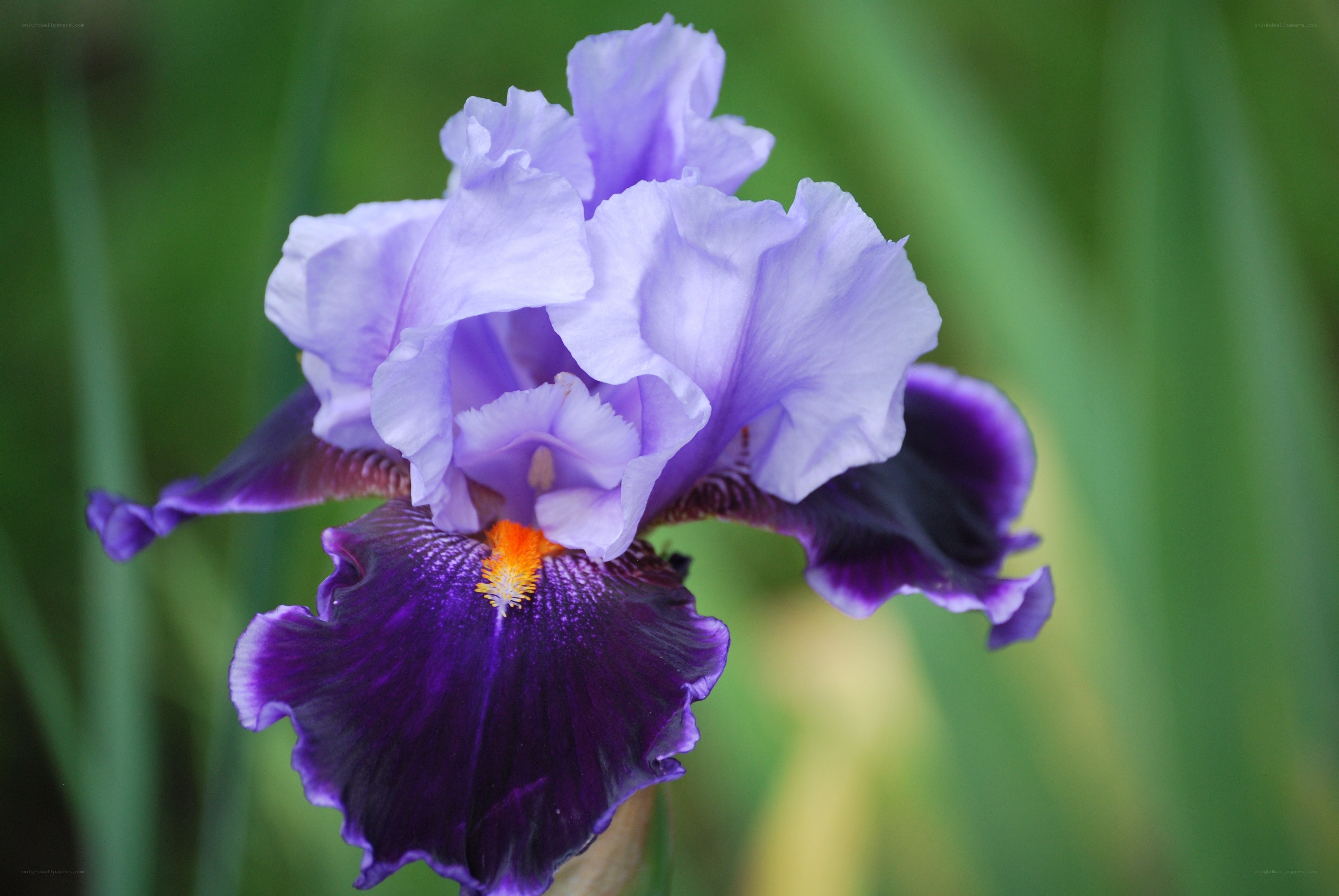 Purple iris flower in bloom