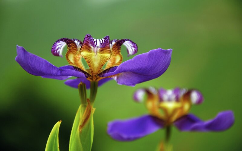 Purple iris flower in bloom