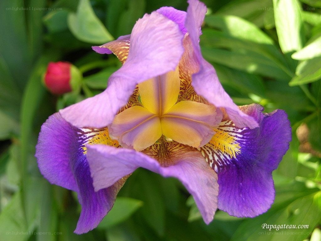 purple iris flower in bloom