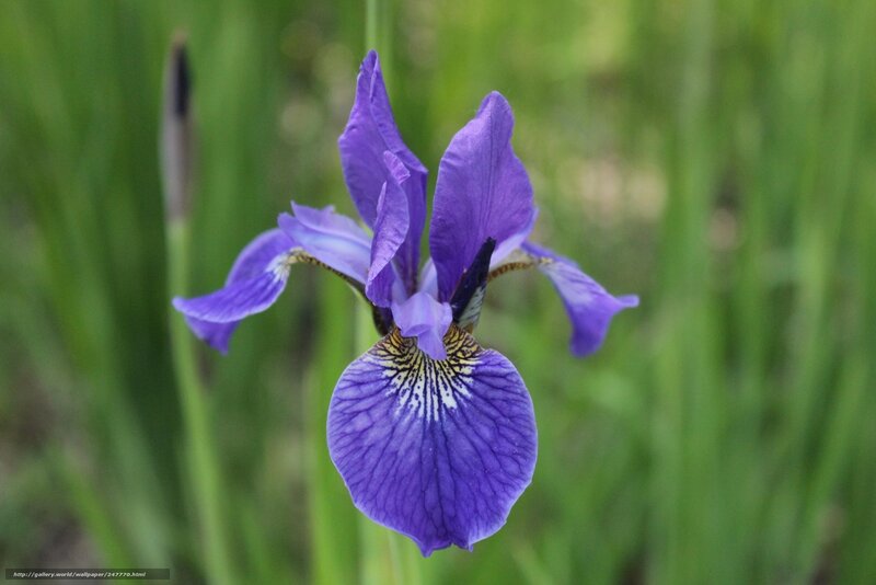 Purple iris flower in bloom