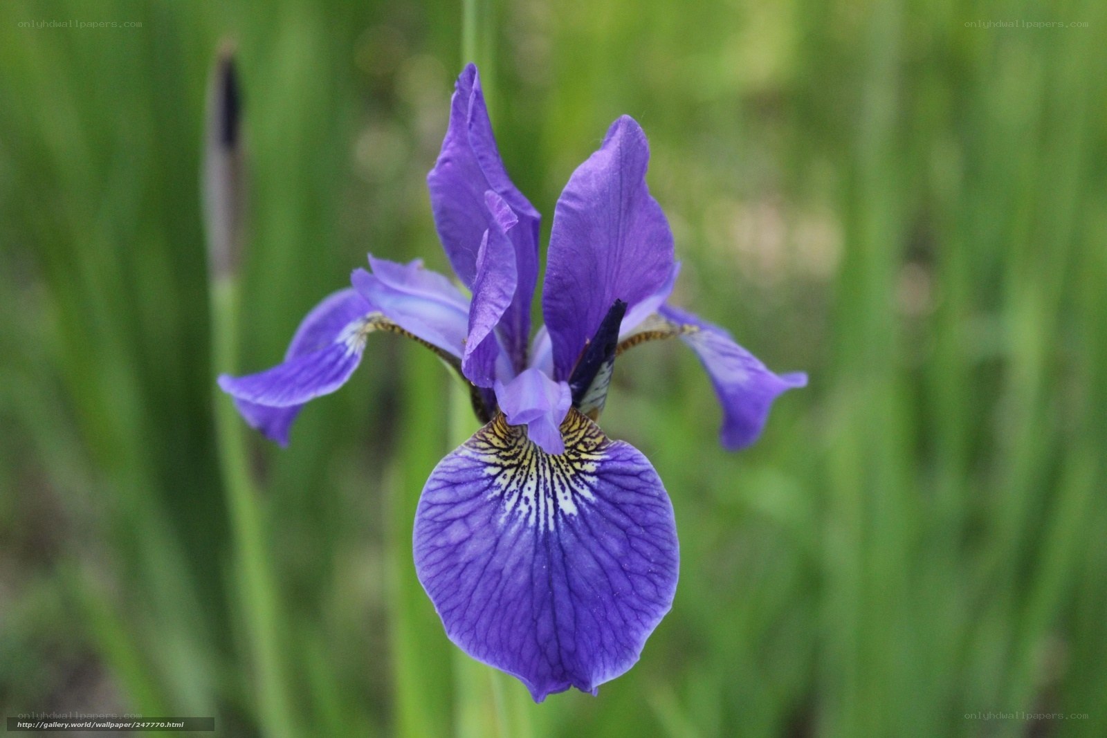 Purple iris flower in bloom