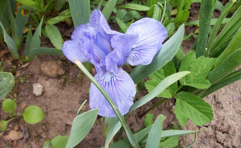 purple iris flower in garden