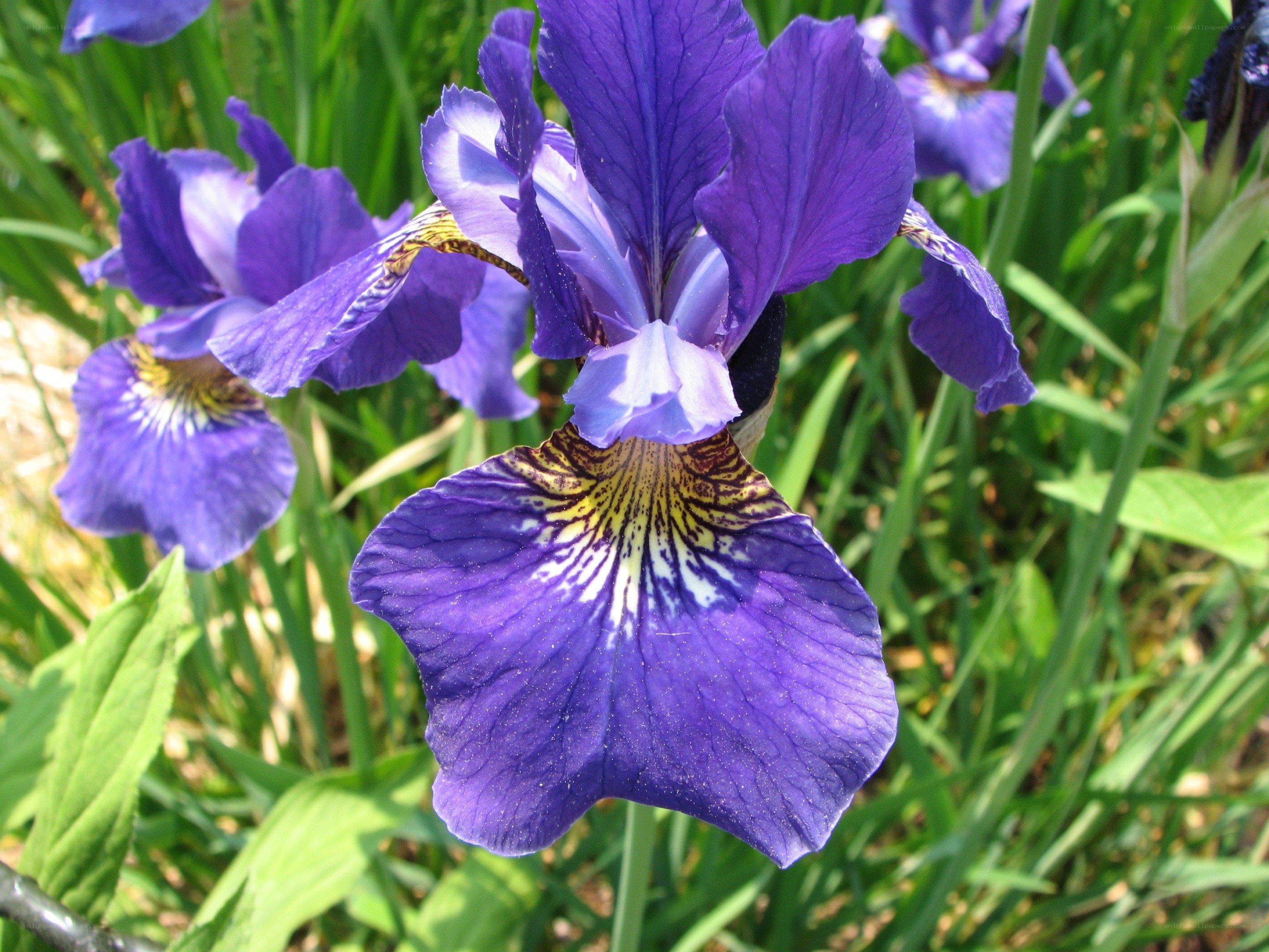 Purple iris flower in garden