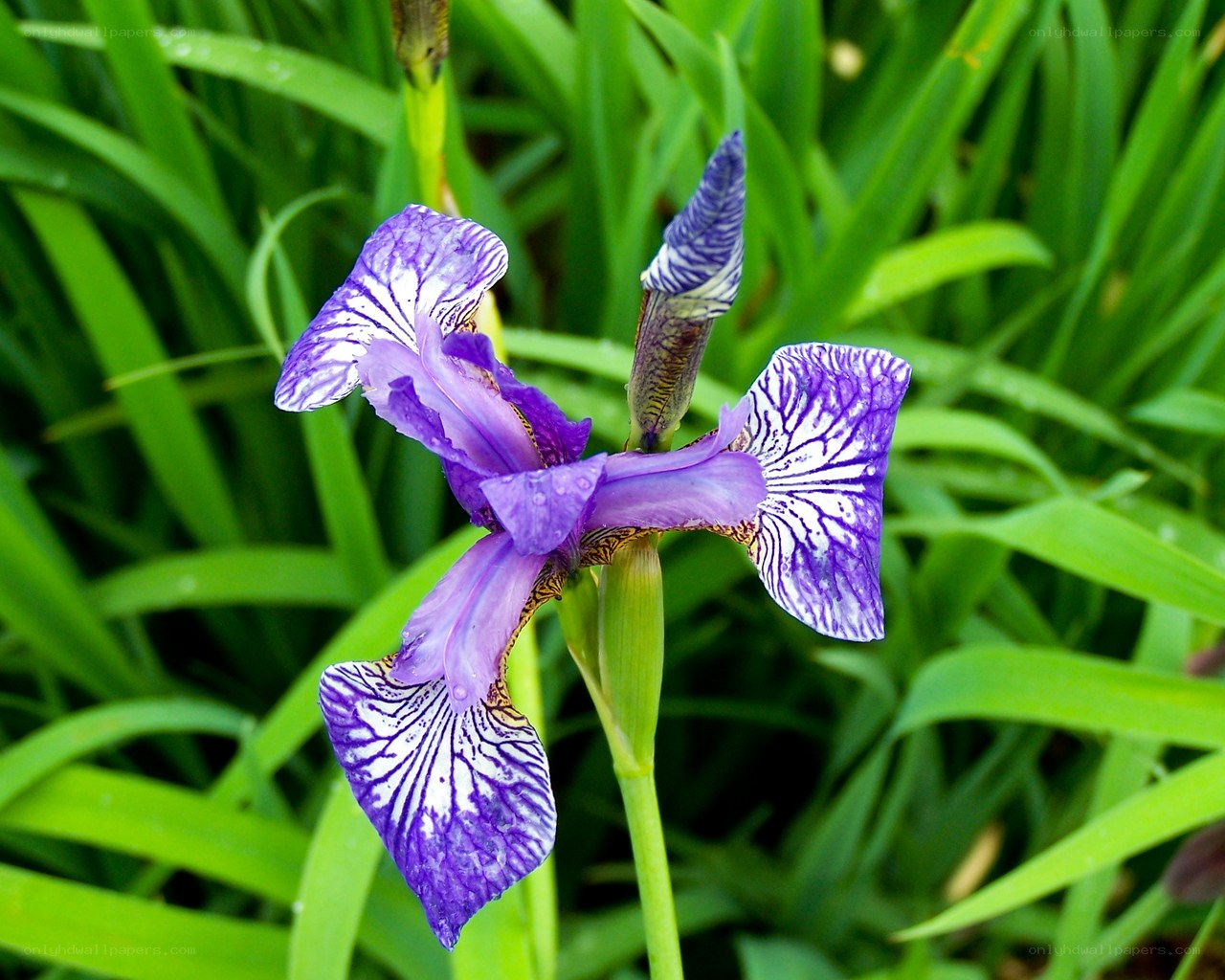 Purple iris flower in garden