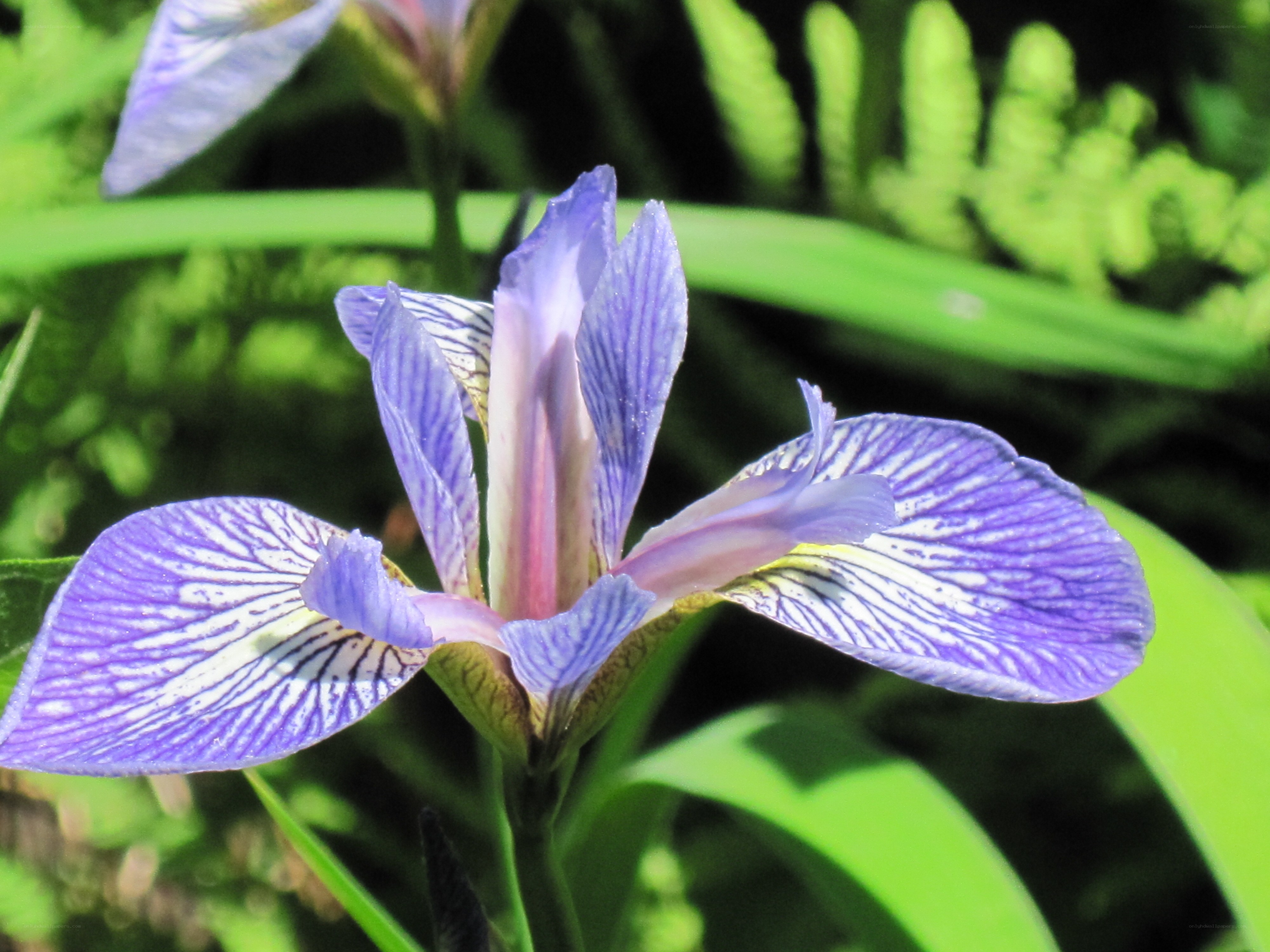 purple iris flower in garden