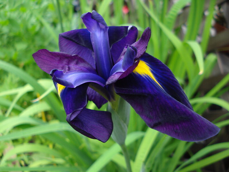 purple iris flower in garden
