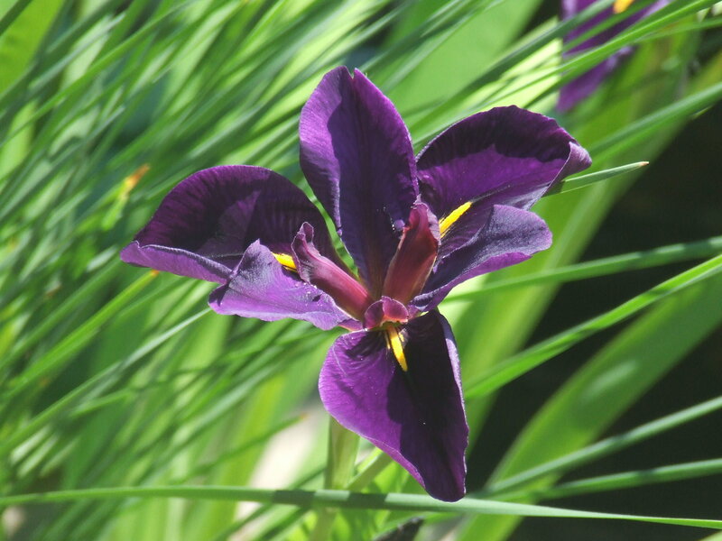 purple iris flower in garden