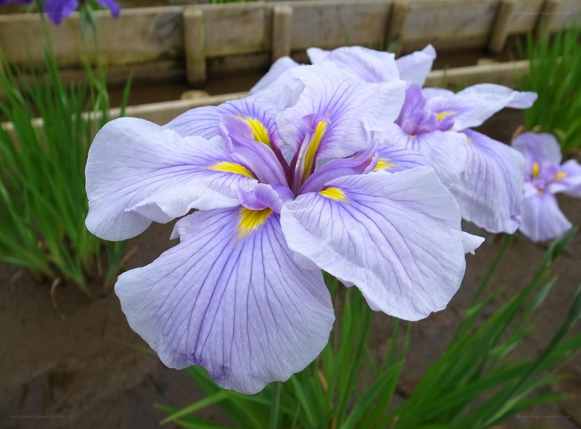 purple iris flower in garden